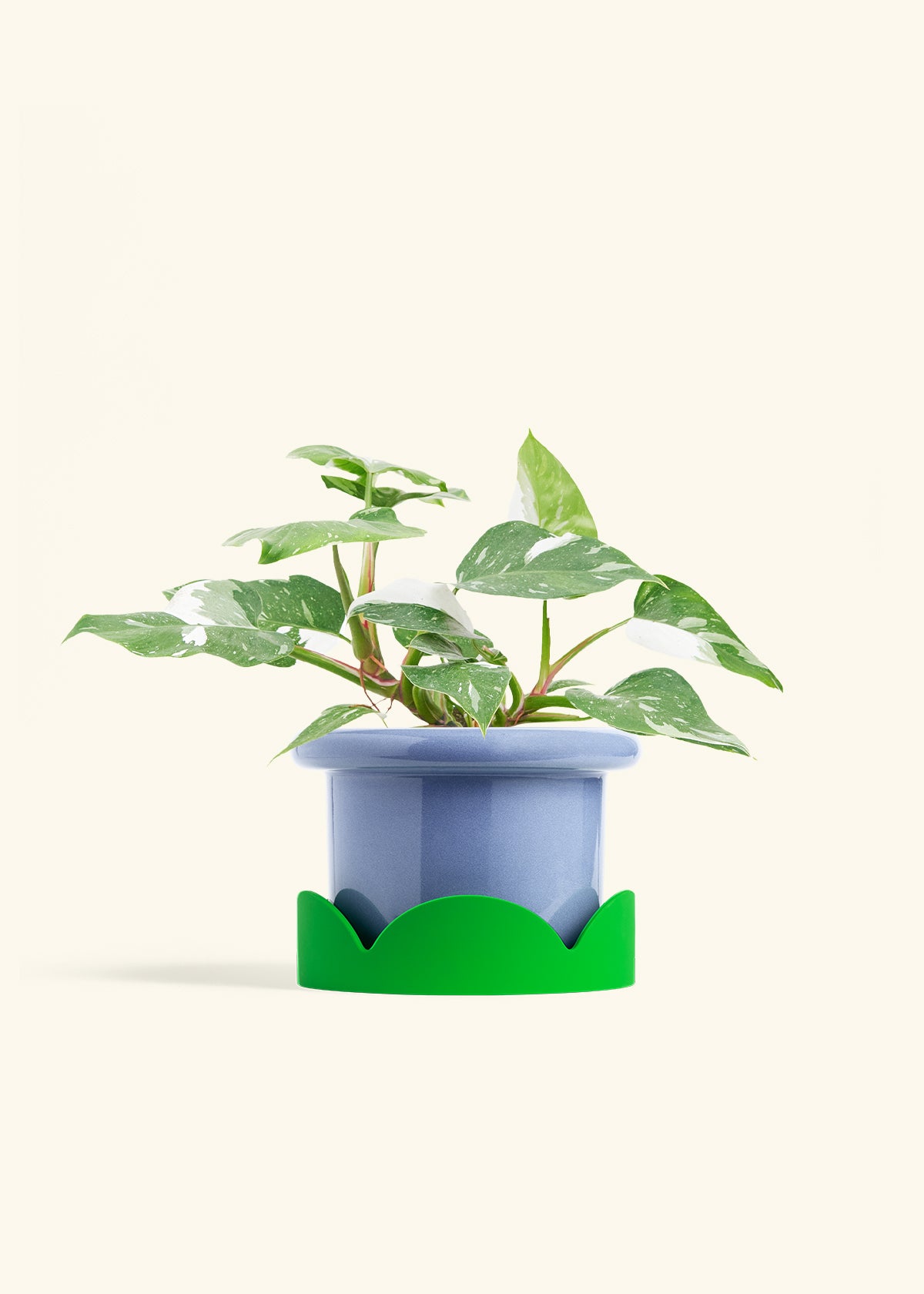 Philodendron White Princess in a 6  inches Fat Lip Blue Planter in a Shamrock Petal Drip Tray