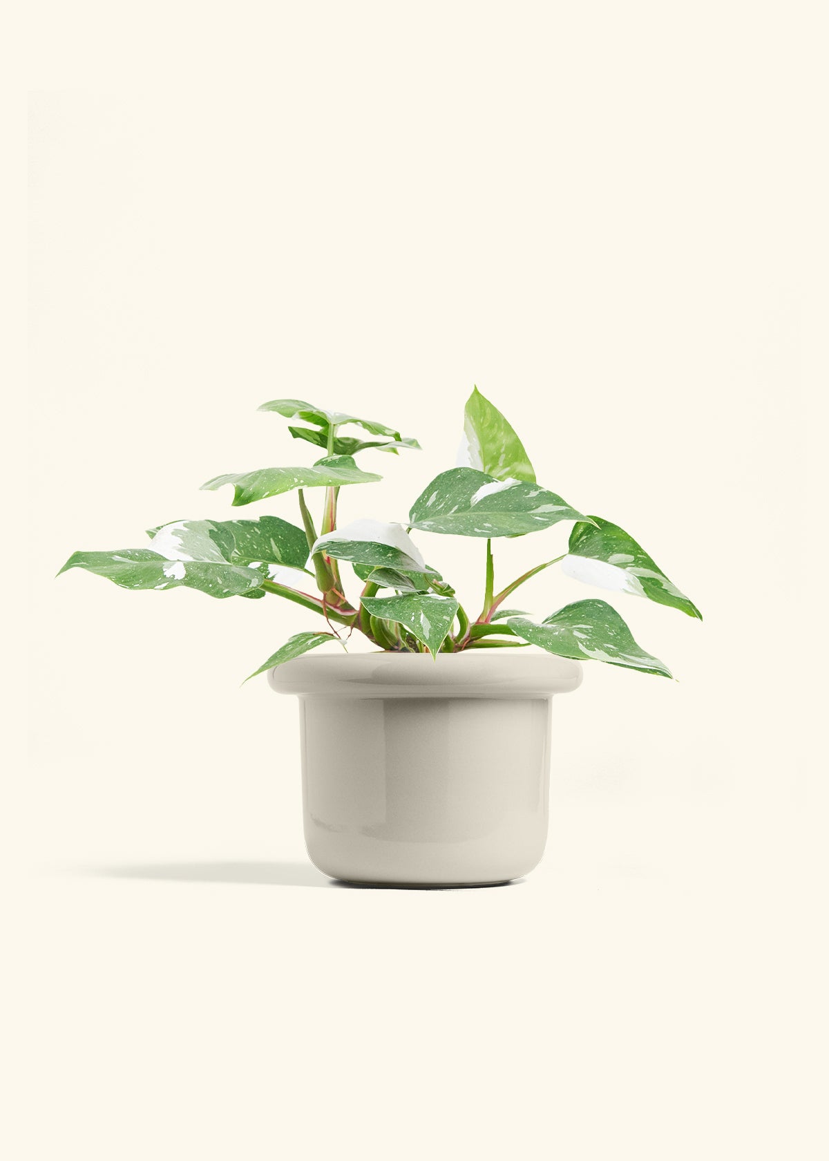 Philodendron White Princess in a 6  inches Fat Lip Oat Planter