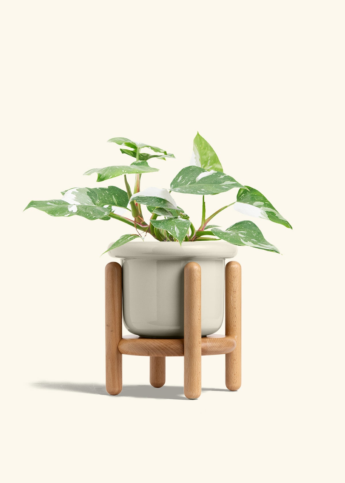 Philodendron White Princess in a 6  inches Fat Lip Oat Planter in a Beech Wood Stand