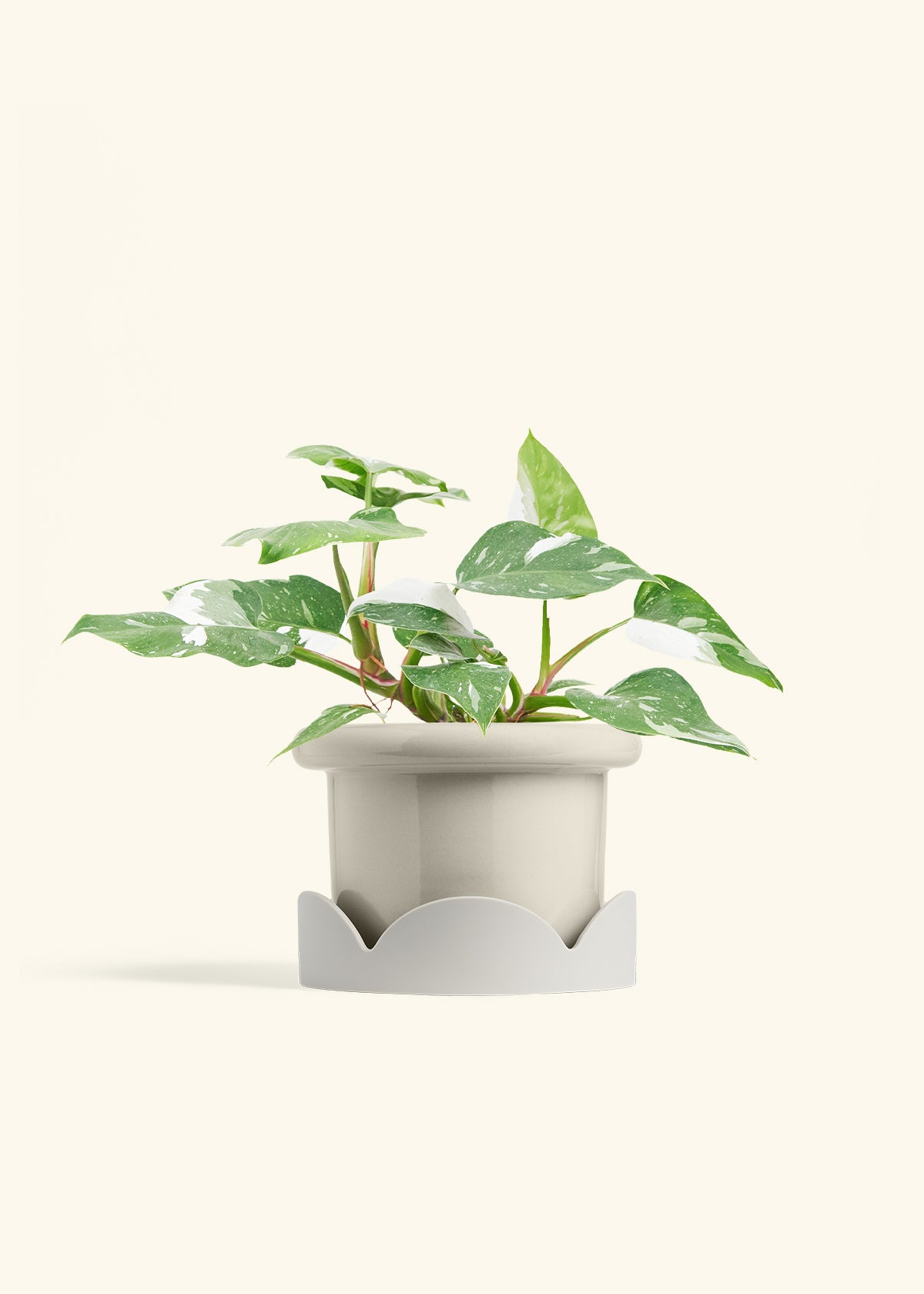 Philodendron White Princess in a 6  inches Fat Lip Oat Planter in a Oat Petal Drip Tray