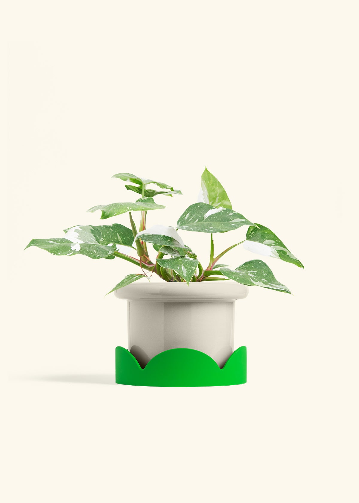 Philodendron White Princess in a 6  inches Fat Lip Oat Planter in a Shamrock Petal Drip Tray