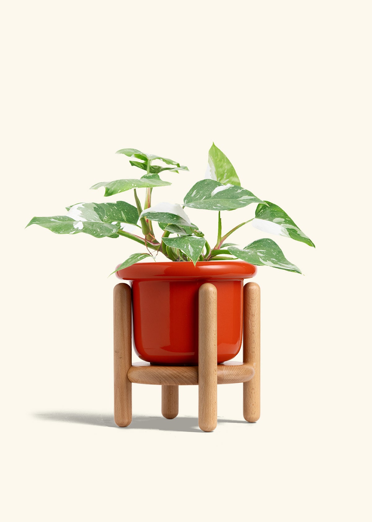 Philodendron White Princess in a 6  inches Fat Lip Red Planter in a Beech Wood Stand