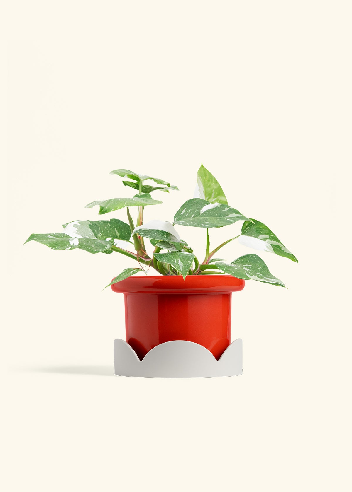 Philodendron White Princess in a 6  inches Fat Lip Red Planter in a Oat Petal Drip Tray