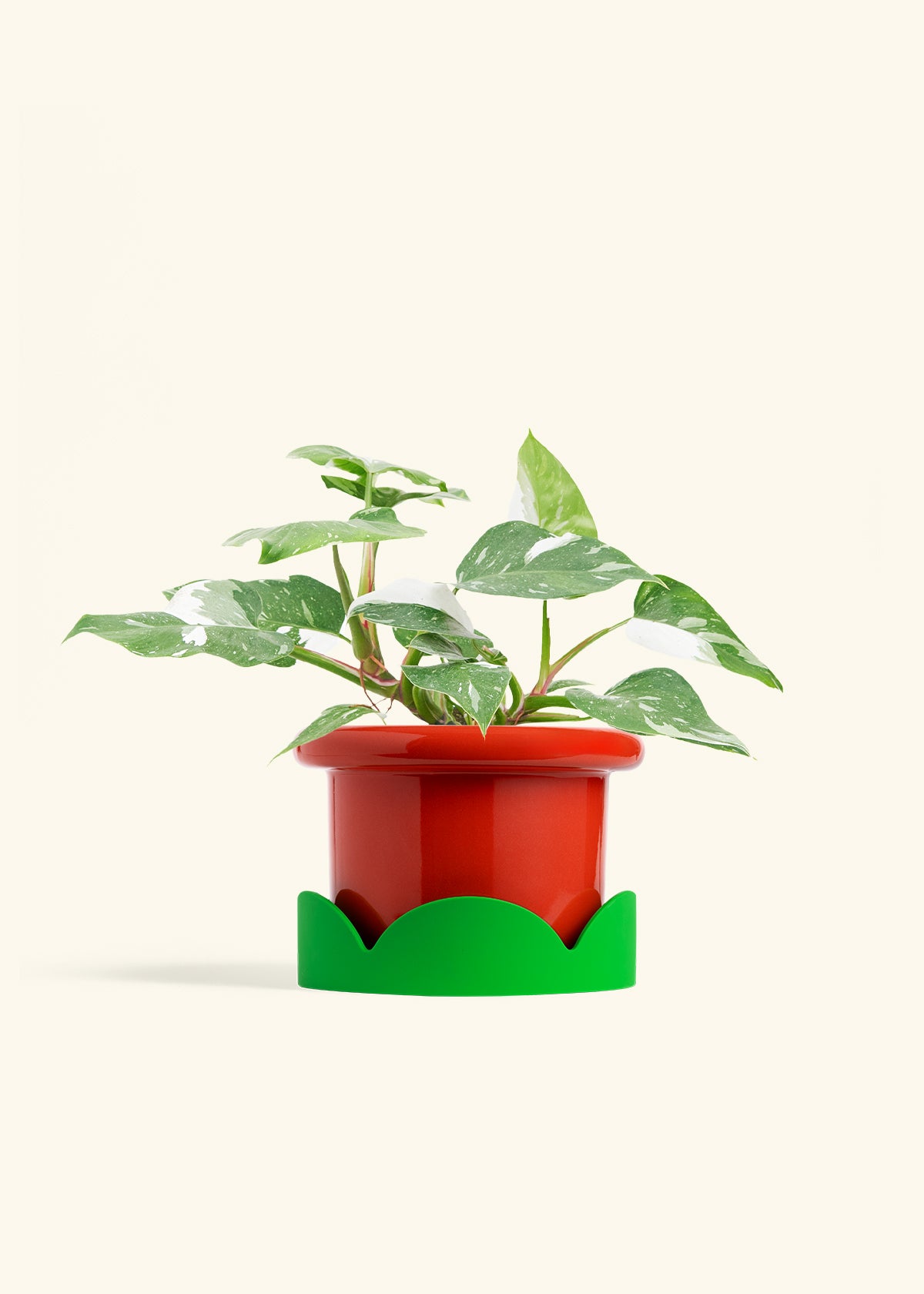 Philodendron White Princess in a 6  inches Fat Lip Red Planter in a Shamrock Petal Drip Tray
