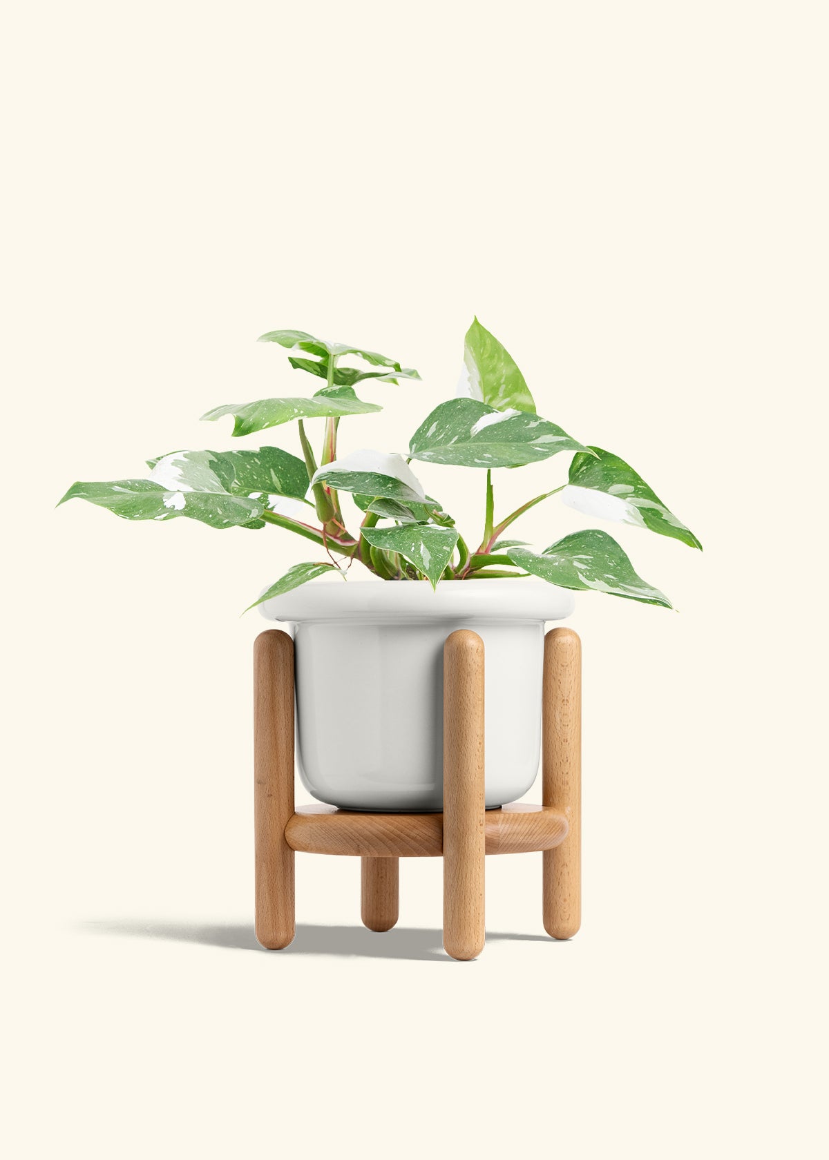 Philodendron White Princess in a 6  inches Fat Lip White Planter in a Beech Wood Stand