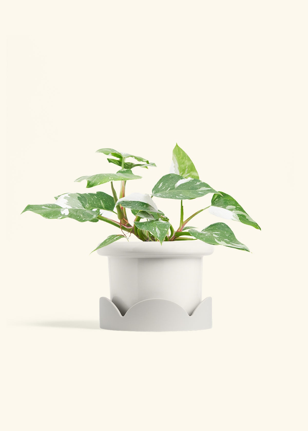 Philodendron White Princess in a 6  inches Fat Lip White Planter in a Oat Petal Drip Tray