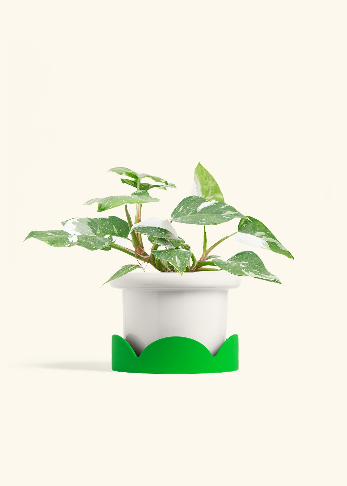 Philodendron White Princess in a 6  inches Fat Lip White Planter in a Shamrock Petal Drip Tray