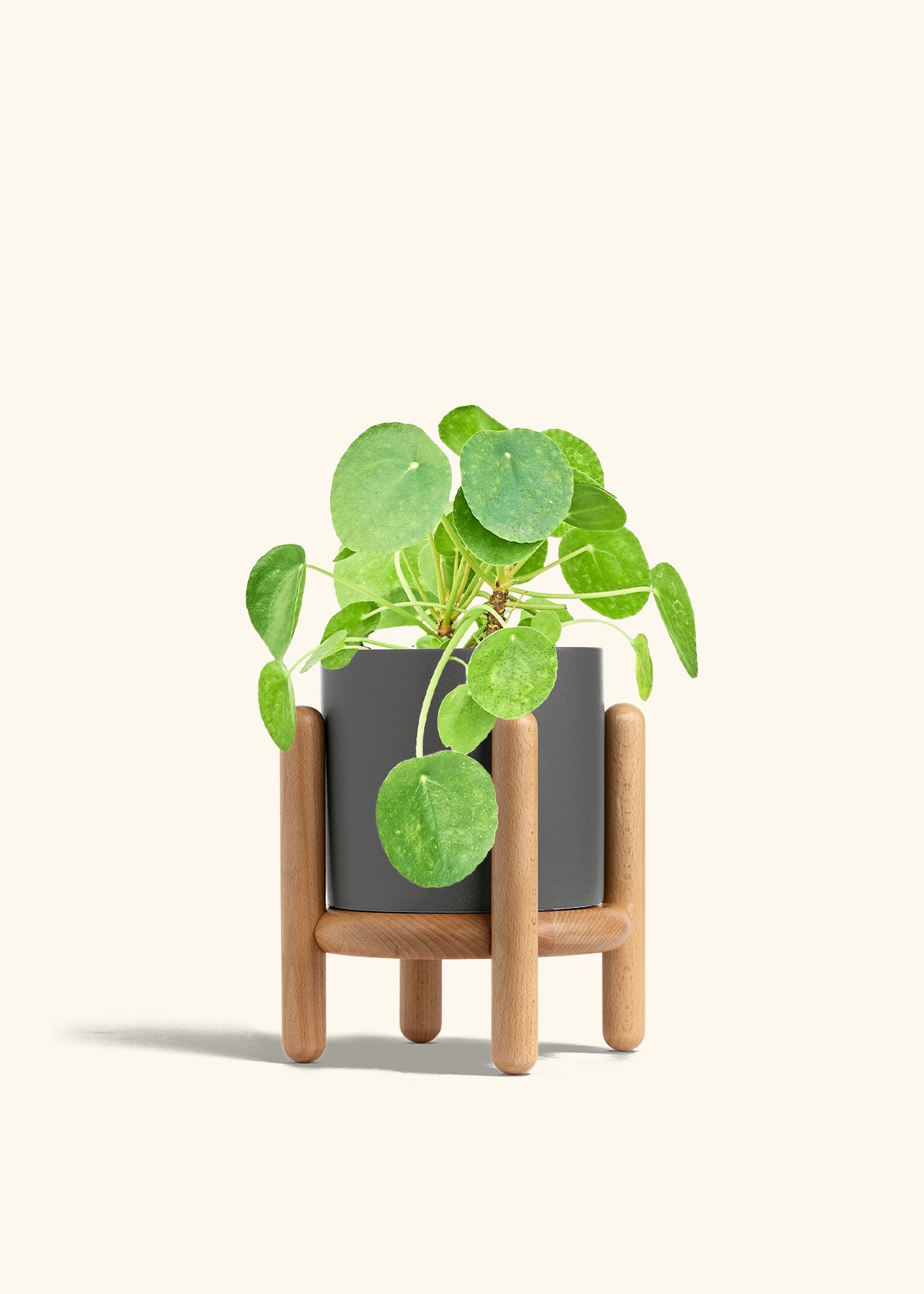Chinese Money Plant in a 6 inches Charcoal Classic Cylinder Planter in a Shamrock Petal Drip Tray