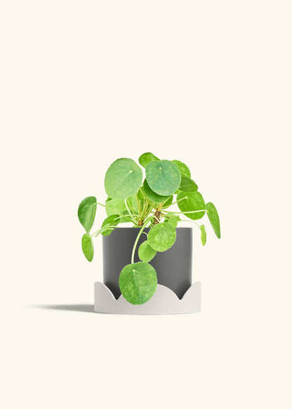 Chinese Money Plant in a 6 inches Charcoal Classic Cylinder Planter in a Oat Petal Drip Tray