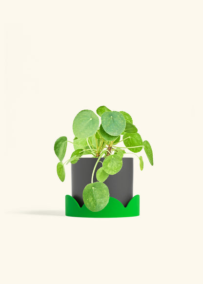 Chinese Money Plant in a 6 inches Charcoal Classic Cylinder Planter in a Beech Wood Stand