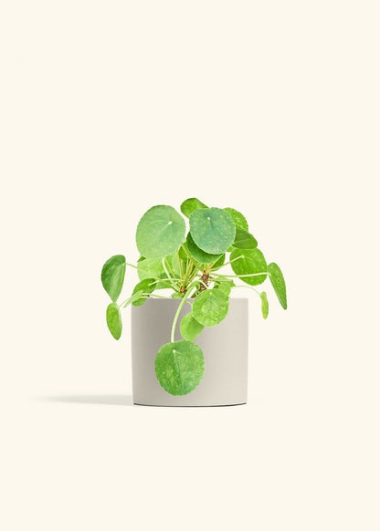 Chinese Money Plant in a 6 inches Oat Classic Cylinder Planter 