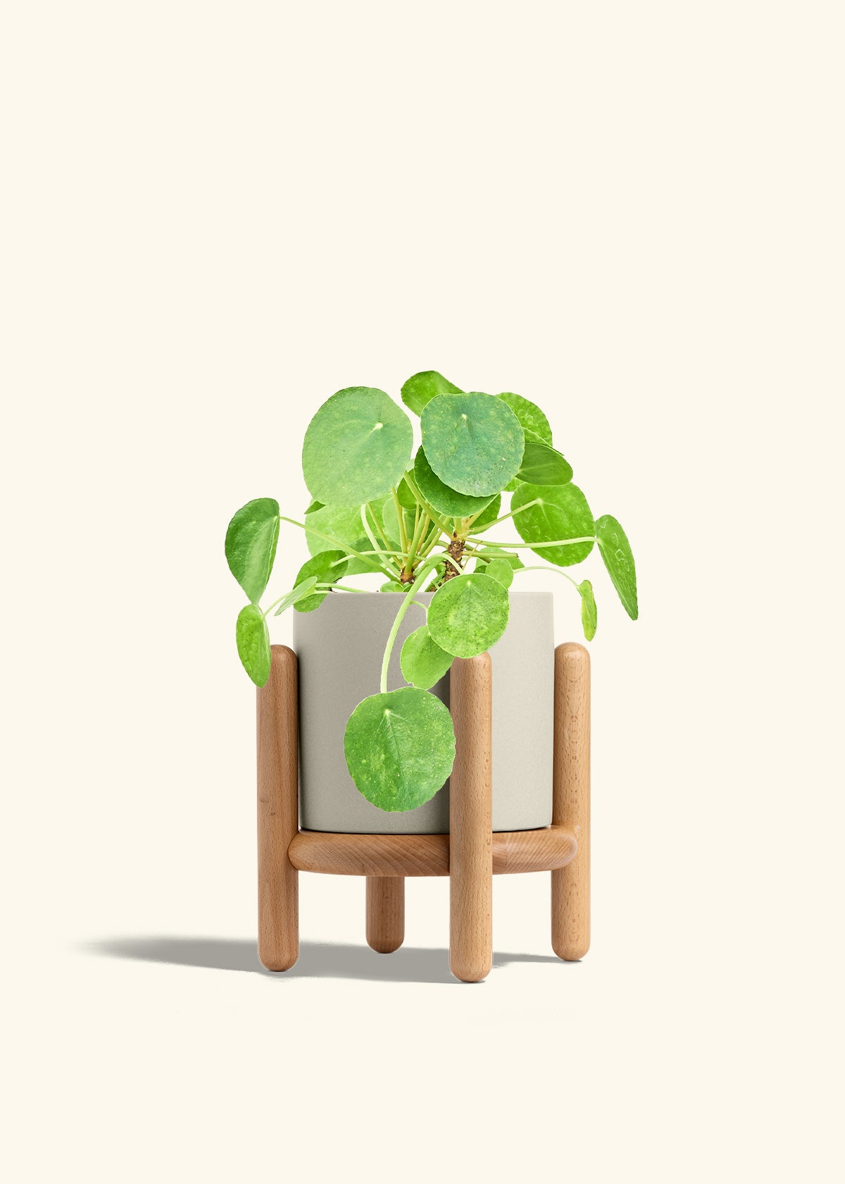 Chinese Money Plant in a 6 inches Oat Classic Cylinder Planter in a Beech Wood Stand