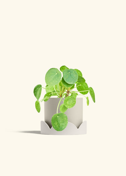 Chinese Money Plant in a 6 inches Oat Classic Cylinder Planter in a Oat Petal Drip Tray