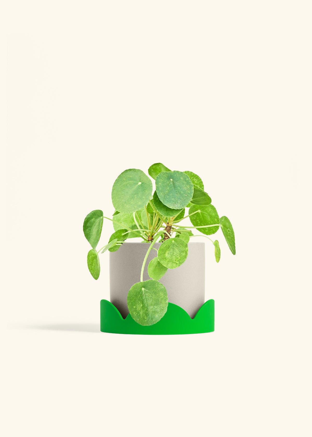 Chinese Money Plant in a 6 inches Oat Classic Cylinder Planter in a Shamrock Petal Drip Tray