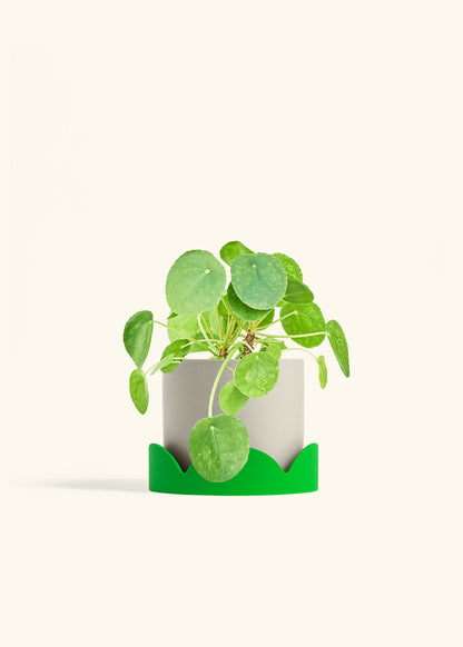 Chinese Money Plant in a 6 inches Oat Classic Cylinder Planter in a Shamrock Petal Drip Tray