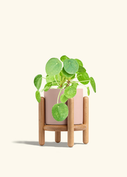 Chinese Money Plant in a 6 inches Pink Classic Cylinder Planter in a Beech Wood Stand