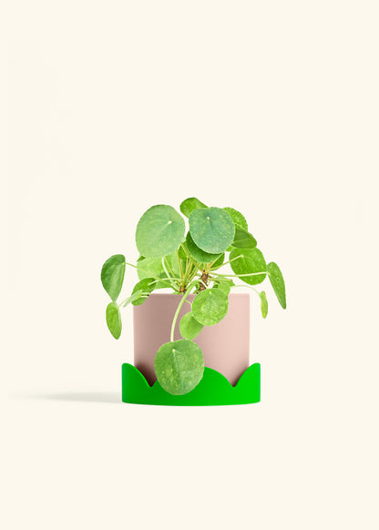 Chinese Money Plant in a 6 inches Pink Classic Cylinder Planter in a Shamrock Petal Drip Tray