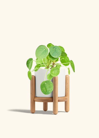 Chinese Money Plant in a 6 inches White Classic Cylinder Planter in a Beech Wood Stand