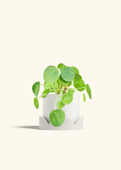 Chinese Money Plant in a 6 inches White Classic Cylinder Planter in a Oat Petal Drip Tray