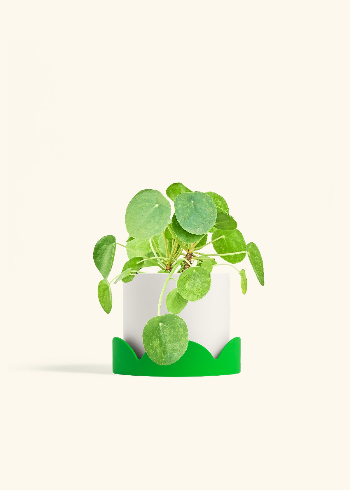 Chinese Money Plant in a 6 inches White Classic Cylinder Planter in a Shamrock Petal Drip Tray