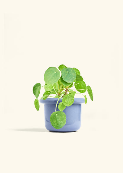 Chinese Money Plant in a 6 inches Fat Lip Blue Planter 