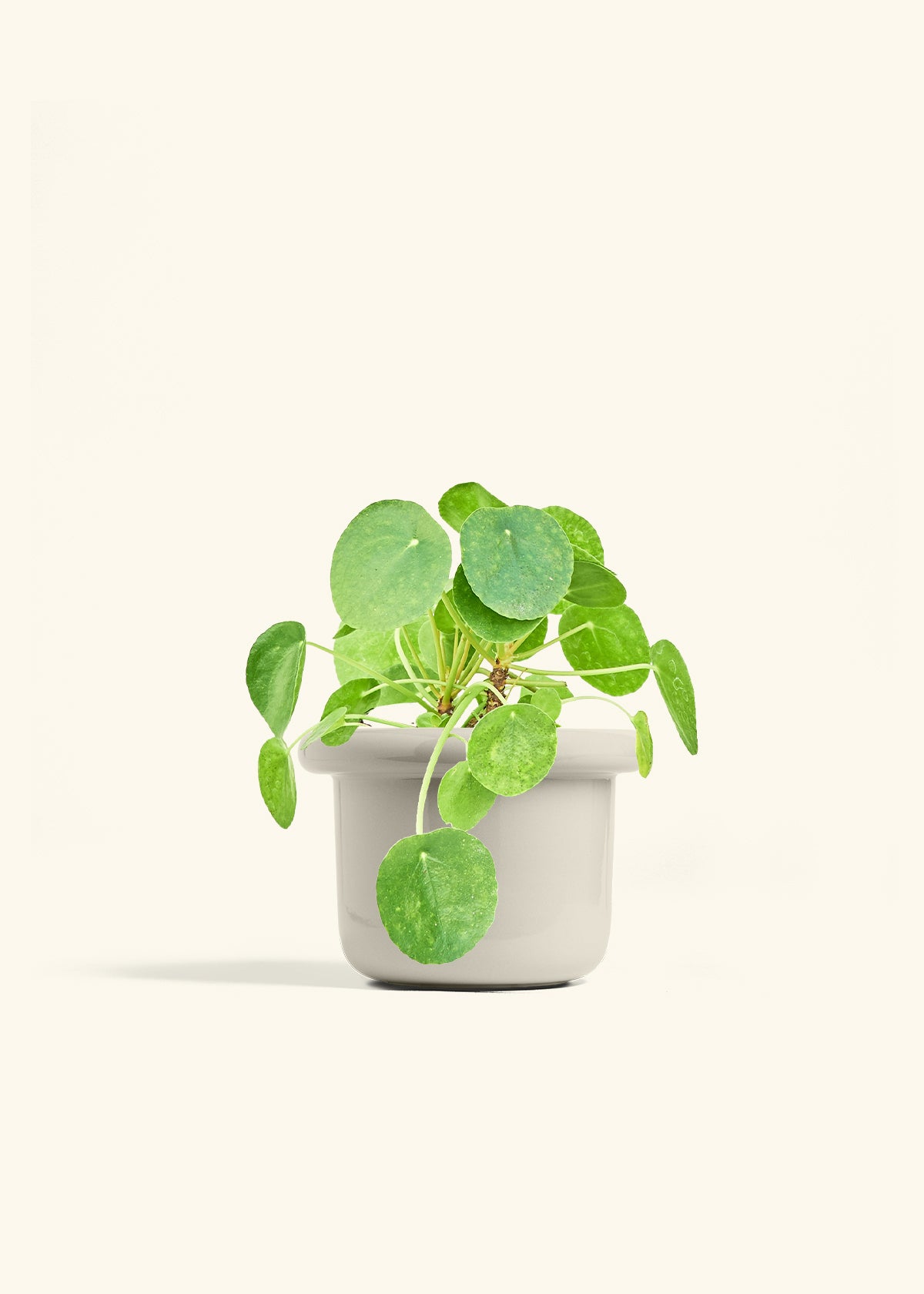 Chinese Money Plant in a 6 inches Fat Lip Oat Planter 