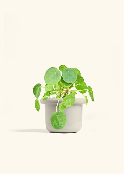 Chinese Money Plant in a 6 inches Fat Lip Oat Planter 