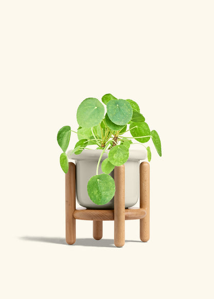 Chinese Money Plant in a 6 inches Fat Lip Oat Planter in a Beech Wood Stand