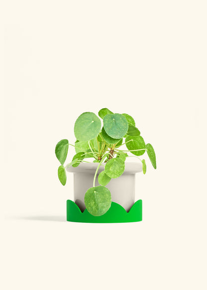 Chinese Money Plant in a 6 inches Fat Lip Oat Planter in a Shamrock Petal Drip Tray