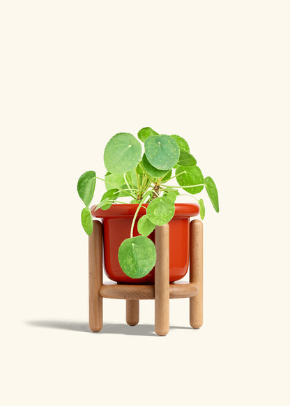 Chinese Money Plant in a 6 inches Fat Lip Red Planter in a Beech Wood Stand
