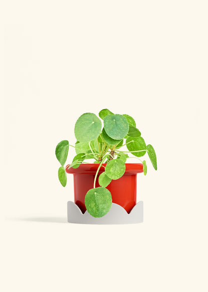 Chinese Money Plant in a 6 inches Fat Lip Red Planter in a Oat Petal Drip Tray
