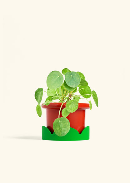 Chinese Money Plant in a 6 inches Fat Lip Red Planter in a Shamrock Petal Drip Tray