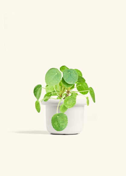 Chinese Money Plant in a 6 inches Fat Lip White Planter 