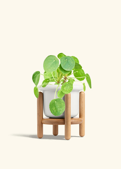 Chinese Money Plant in a 6 inches Fat Lip White Planter in a Beech Wood Stand