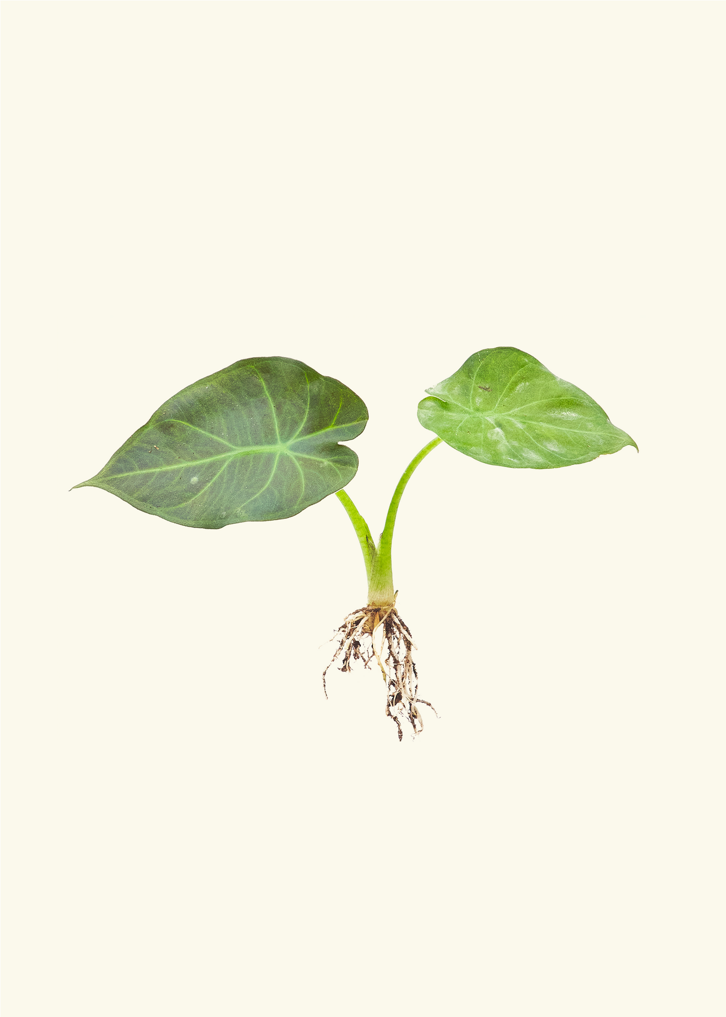 Alocasia 'Regal Shields' plug
