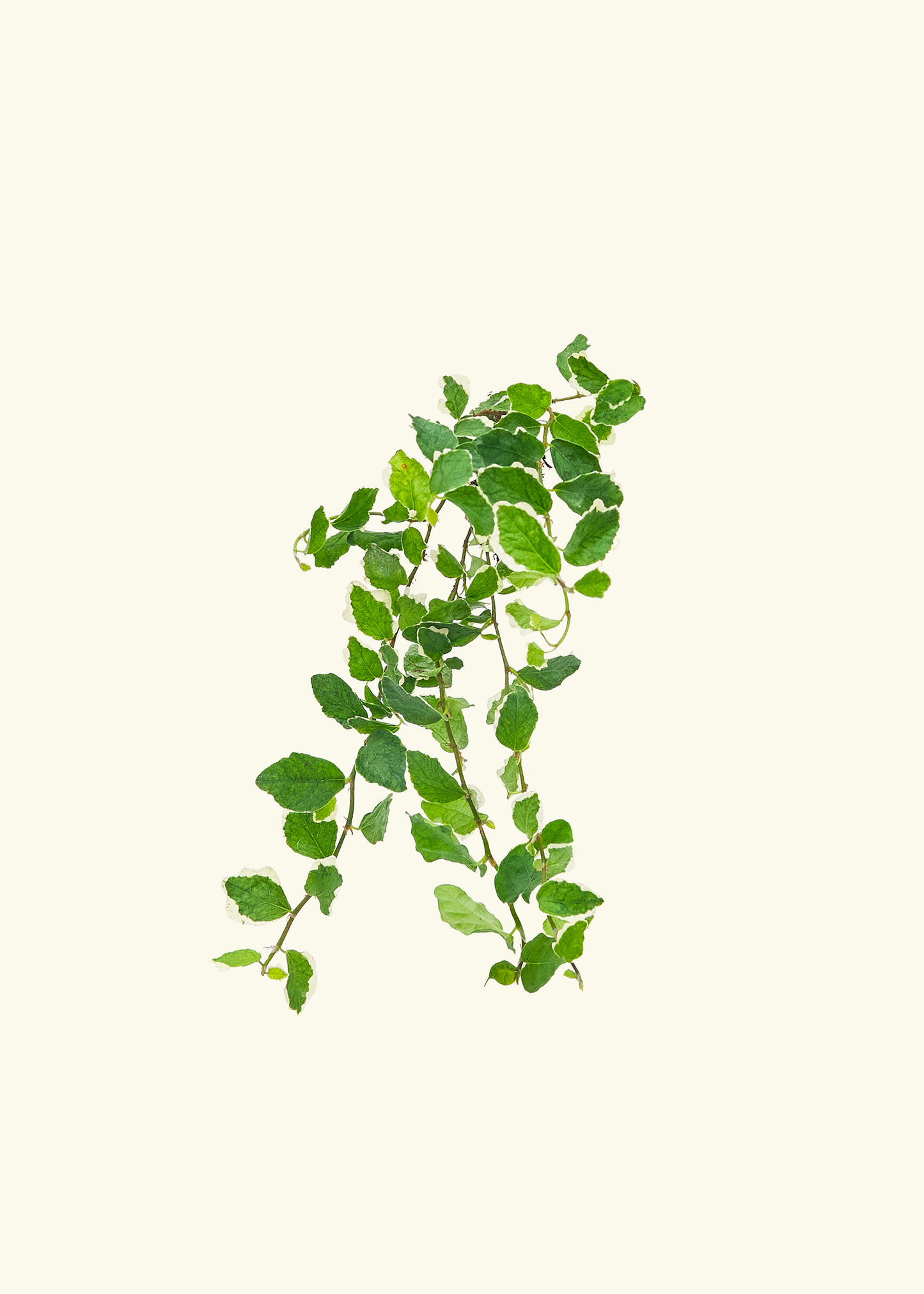 Ficus pumila variegata plug