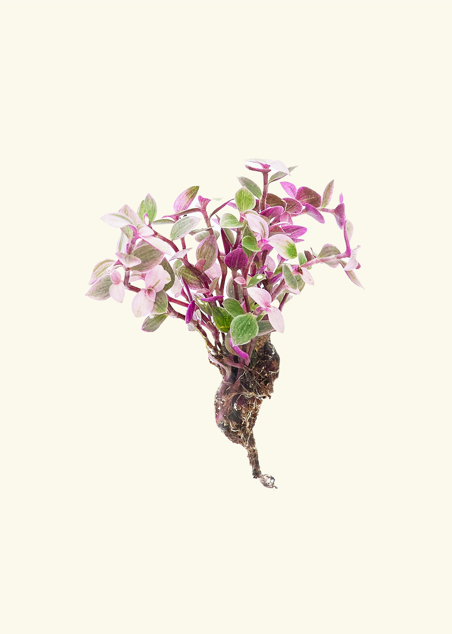 Tradescantia 'Pink Panther' plug.