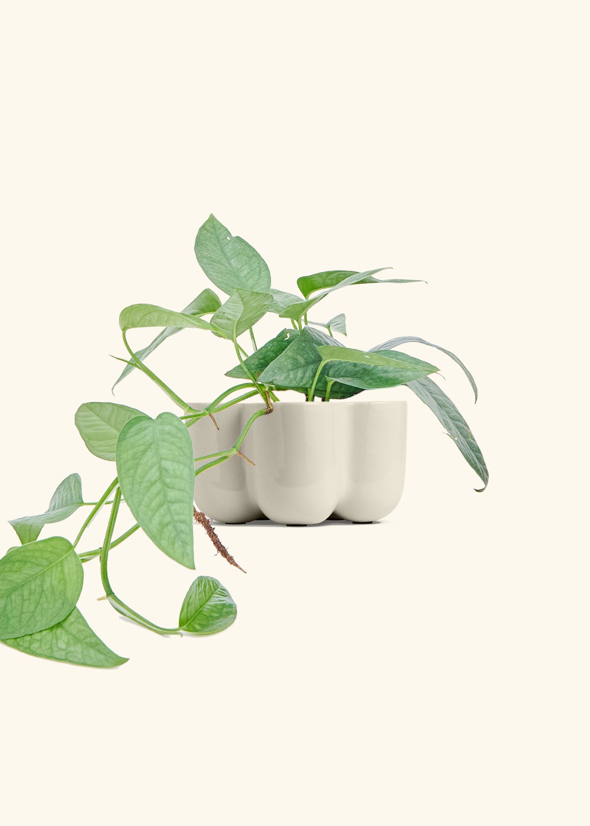 Cebu Blue Pothos in a 4 inches in a Oat Petal Planter