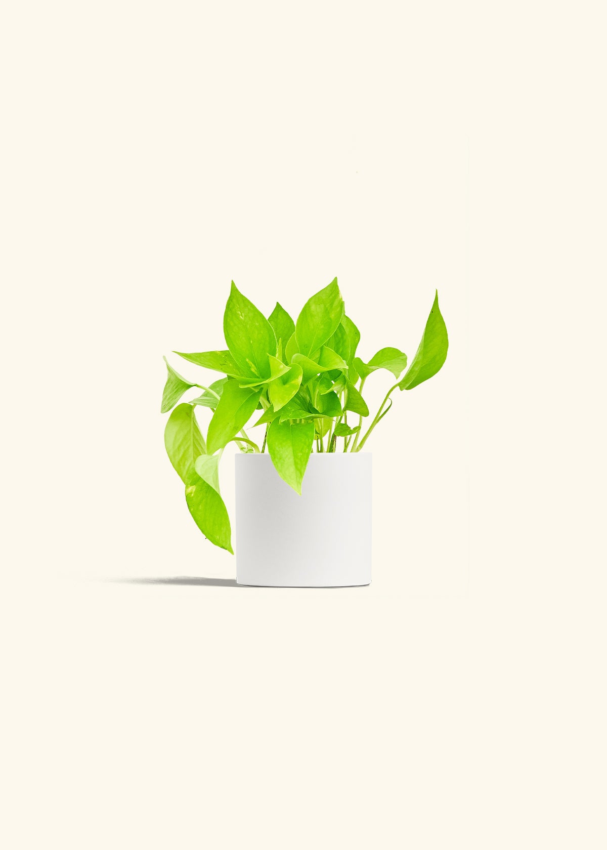 Golden Pothos in a 4 inches White Classic Cylinder Planter