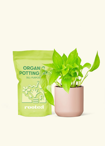 Small Golden Pothos in a pink cylinder pot and a bag of soil.