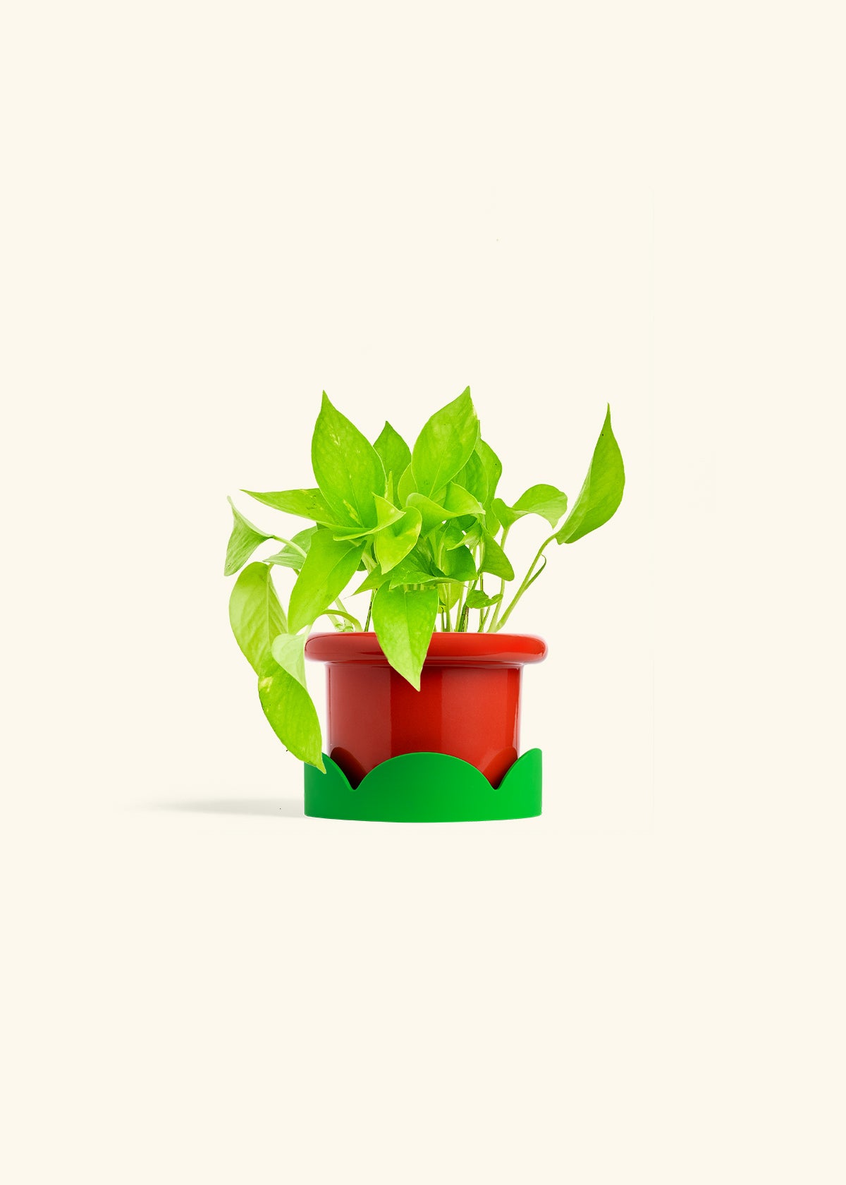 Fat Lip Planter Tray Combo, Poppy
