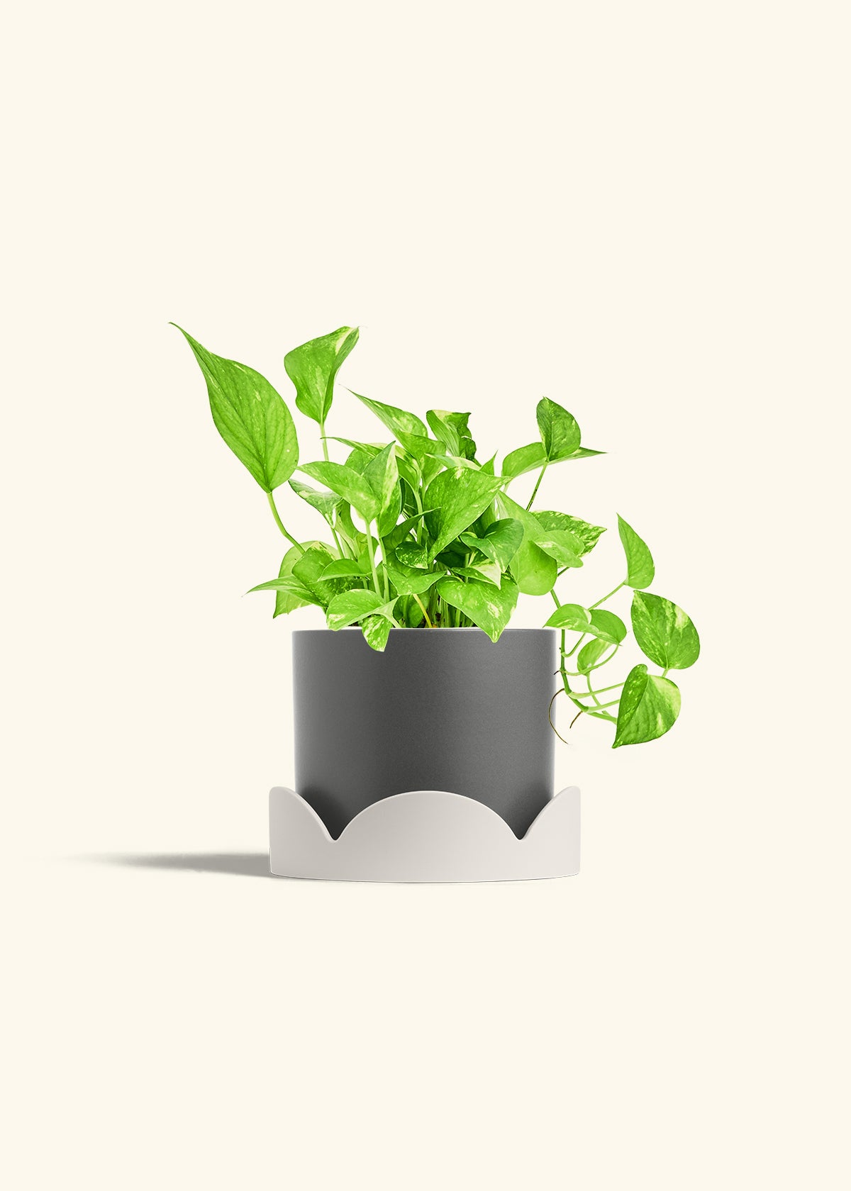 Golden Pothos in a 6 inches Charcoal Classic Cylinder Planter in a Oat Petal Drip Tray