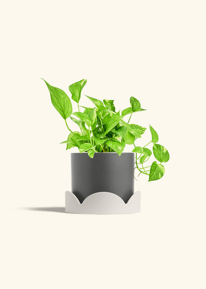 Golden Pothos in a 6 inches Charcoal Classic Cylinder Planter in a Oat Petal Drip Tray