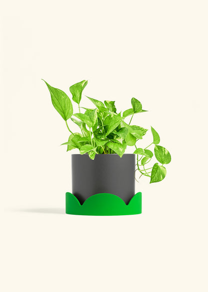 Golden Pothos in a 6 inches Charcoal Classic Cylinder Planter in a Shamrock Petal Drip Tray