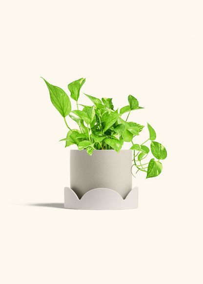 Golden Pothos in a 6 inches Oat Classic Cylinder Planter in a Oat Petal Drip Tray