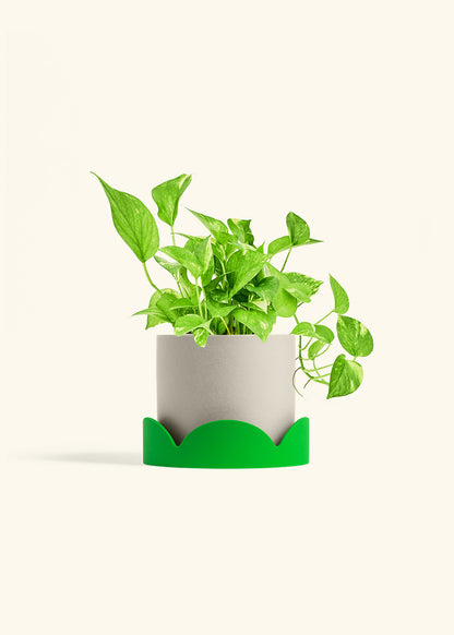 Golden Pothos in a 6 inches Oat Classic Cylinder Planter in a Shamrock Petal Drip Tray
