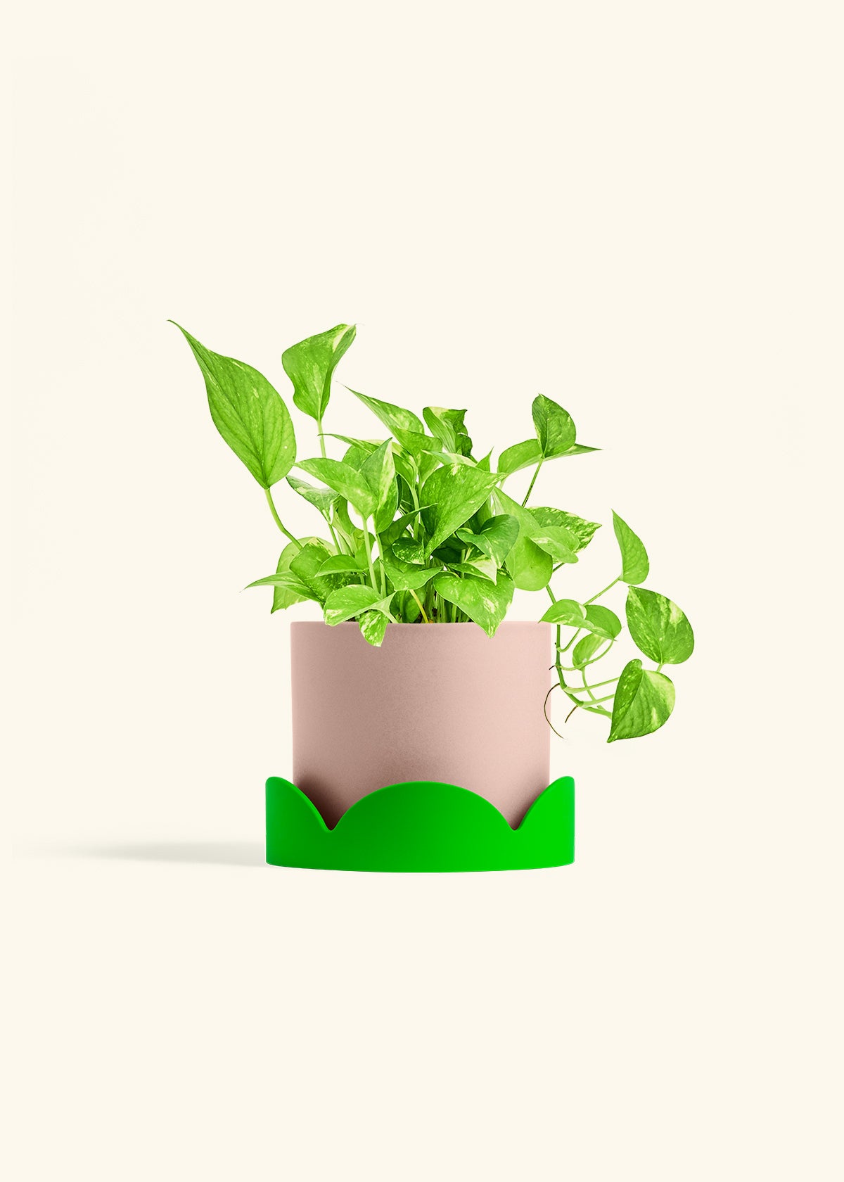 Golden Pothos in a 6 inches Pink Classic Cylinder Planter in a Shamrock Petal Drip Tray