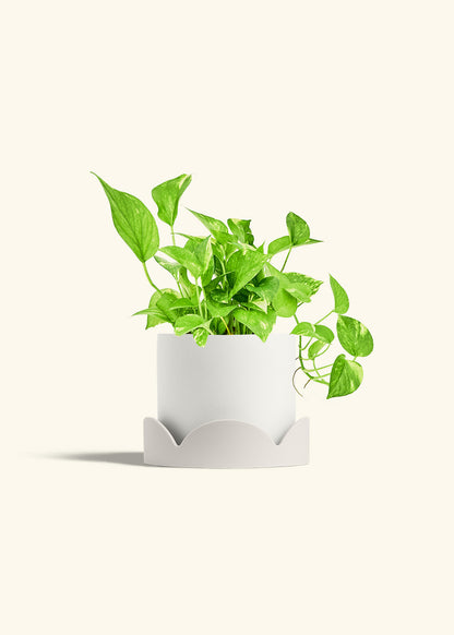 Golden Pothos in a 6 inches White Classic Cylinder Planter in a Oat Petal Drip Tray