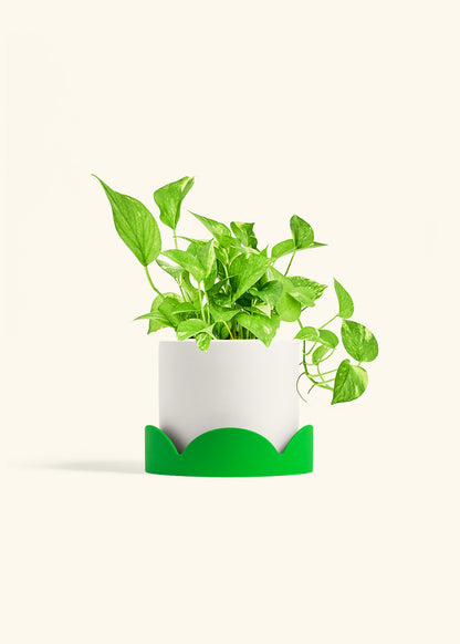 Golden Pothos in a 6 inches White Classic Cylinder Planter in a Shamrock Petal Drip Tray