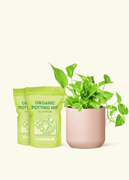 Medium Golden Pothos in a pink cylinder pot and 2 bags of soil.